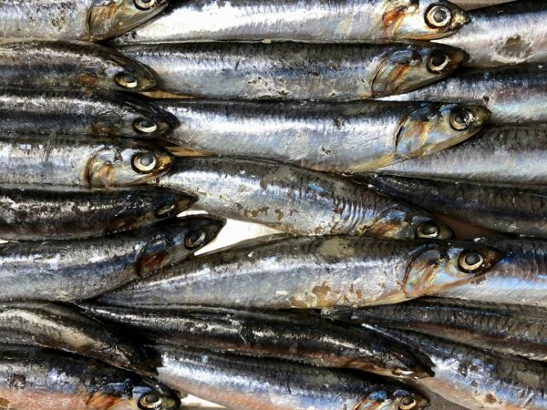 discover the delicious and nutritious sardines - a versatile and sustainable seafood option with a rich history and unique flavor profile.